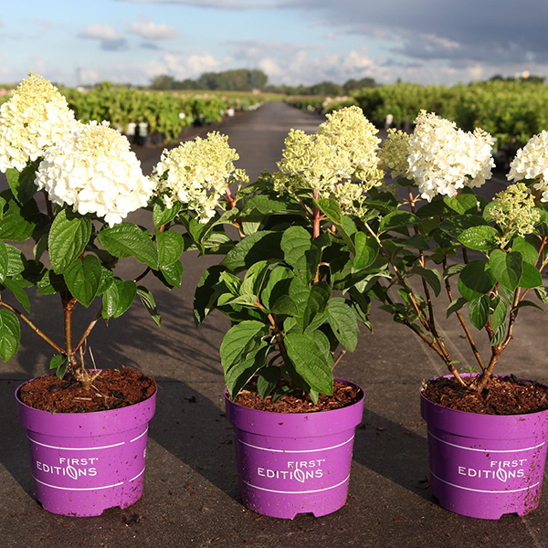 Hydrangea paniculata 'Little Hottie First Editions®'