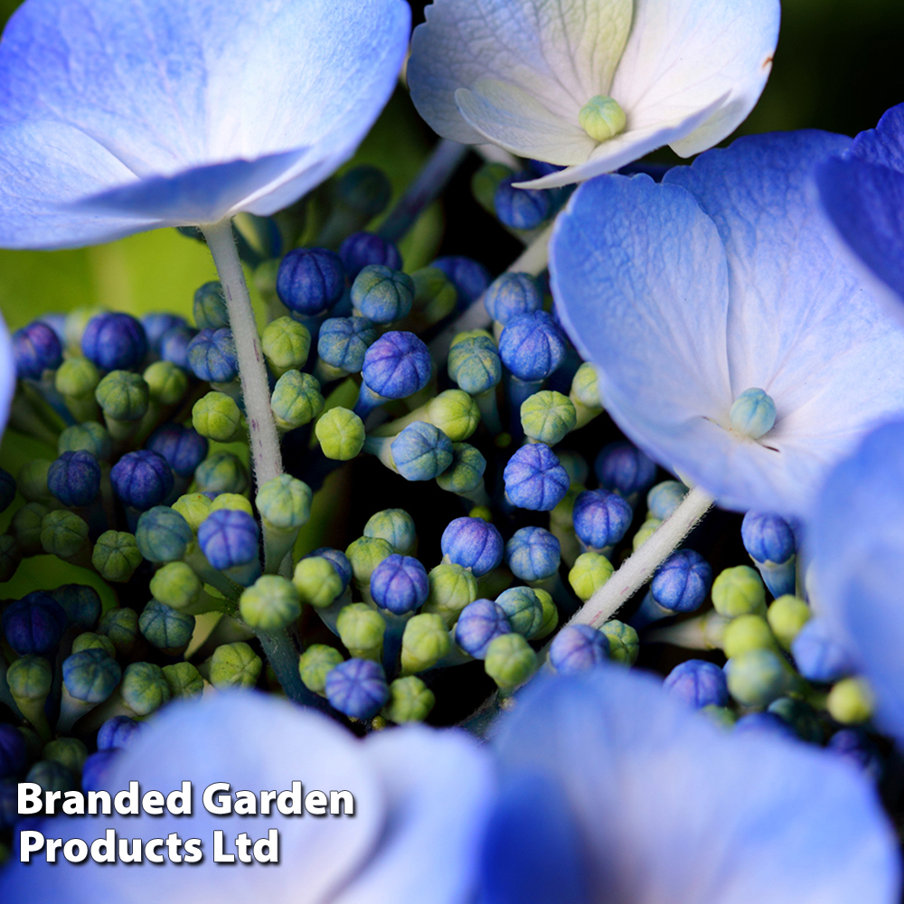 Hydrangea serrata 'Veerle' at Suttons