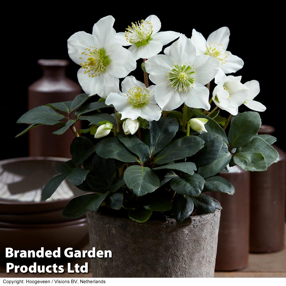Hellebore 'Christmas Carol' from Suttons