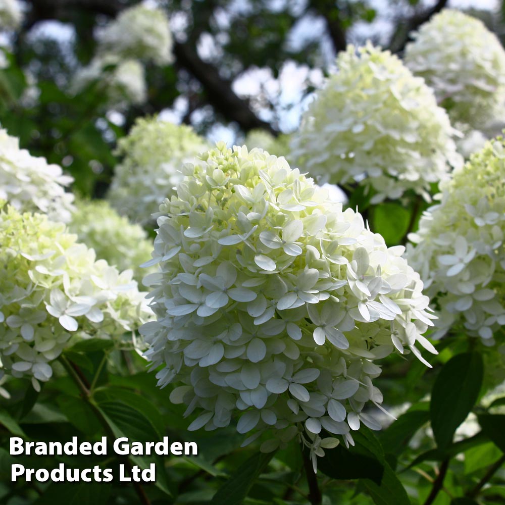 Hydrangea Paniculata 'Limelight' from Suttons