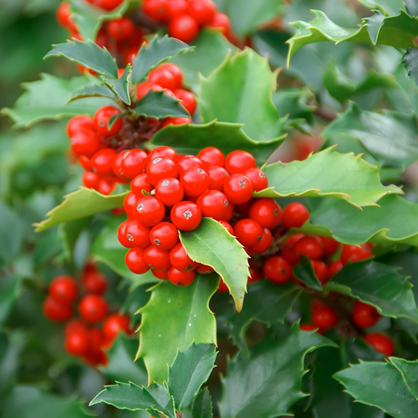 Holly (Hedging) at Suttons