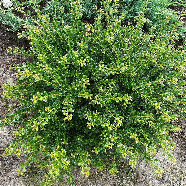 Holly crenata ...