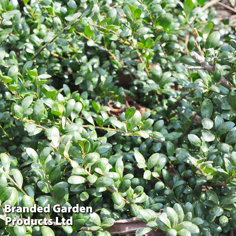 Ilex crenata 'Green...