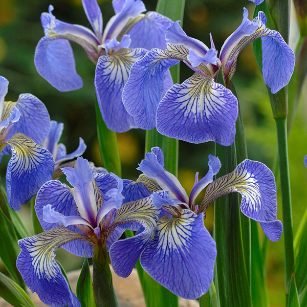 Iris setosa 'Baby...