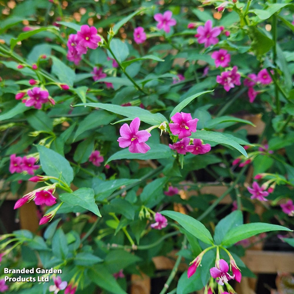 Jasminum x stephanense 'Starry Starry Pink Lady'
