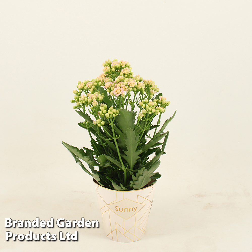 Kalanchoe 'Sunny Light Pink' at Suttons