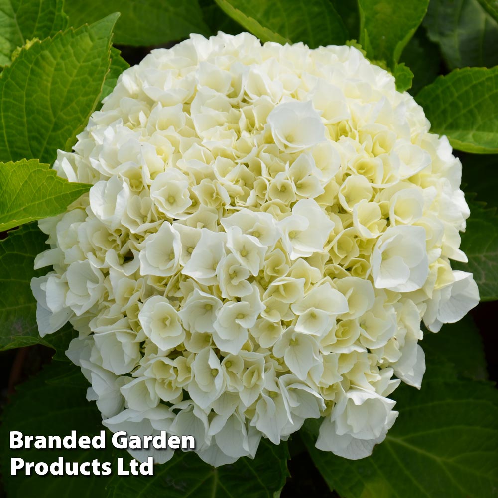 Hydrangea macrophylla 'Wudu' at Suttons