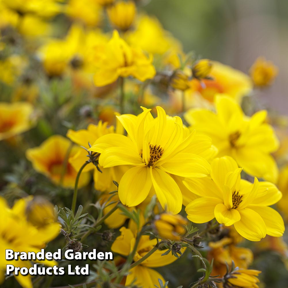 bidens-collection-suttons
