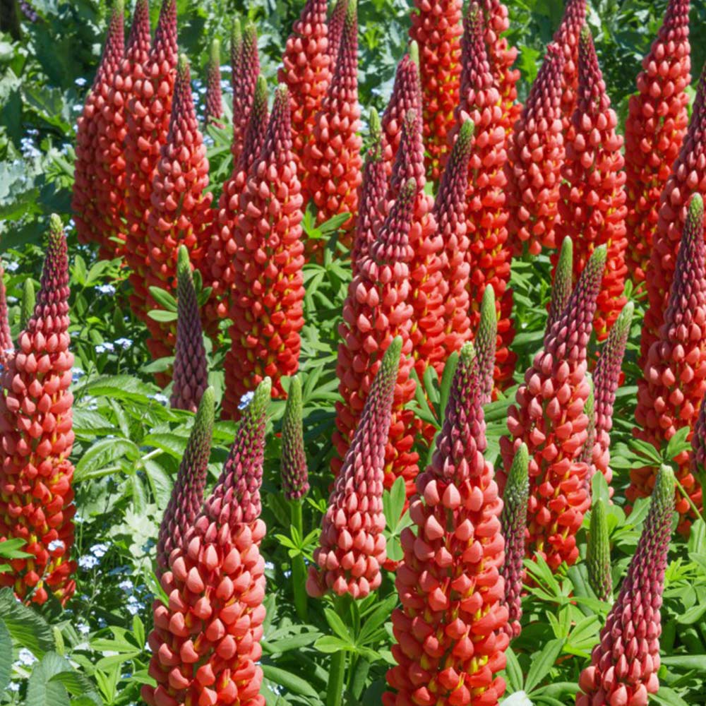 Red Russell Lupine Seeds - My Castle Variety, Perennial Wildflower, FREE SHIPPING