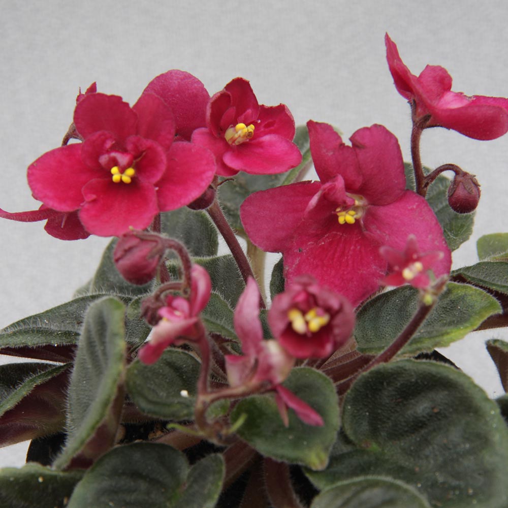 Saintpaulia 'Lucky Ladybug' at Suttons