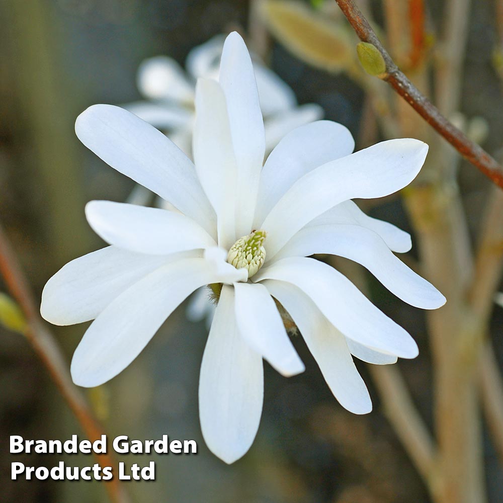 Magnolia stellata 'Royal Star' at Suttons