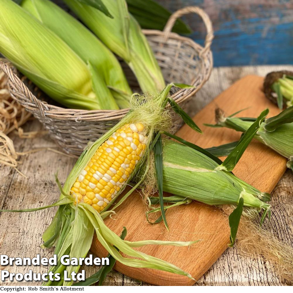 Sweetcorn Multisown...