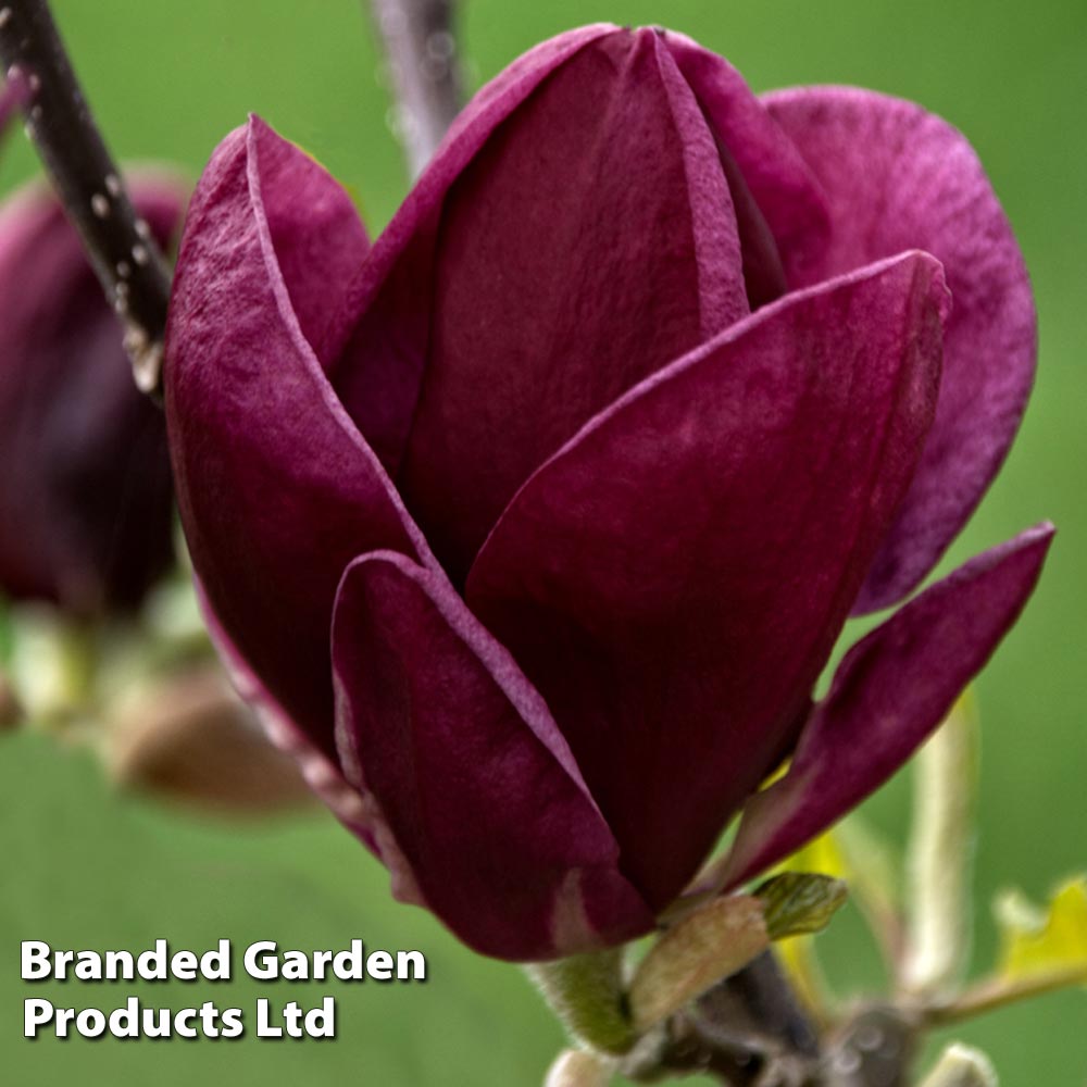 Magnolia 'Genie' at Suttons