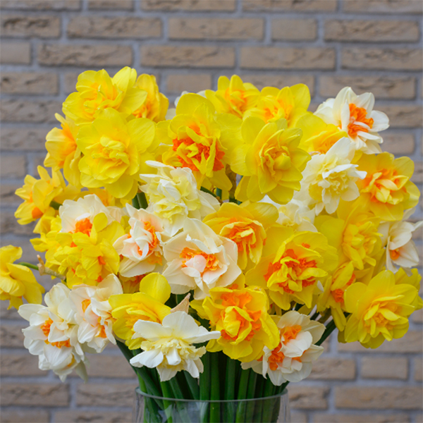 Daffodil Double Classic Mixed from Suttons