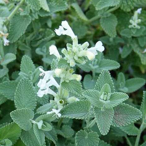 Nepeta x faassenii 'Alba' at Suttons
