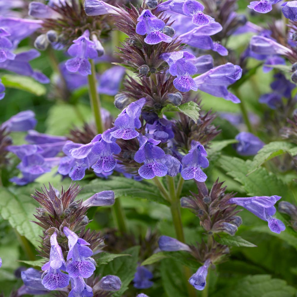 Nepeta 'Neptune' from Suttons