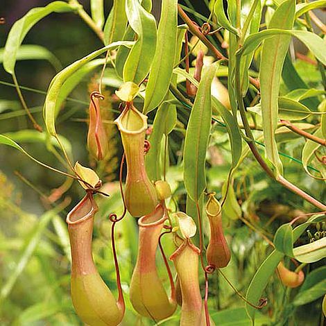 Nepenthes Alata at Suttons