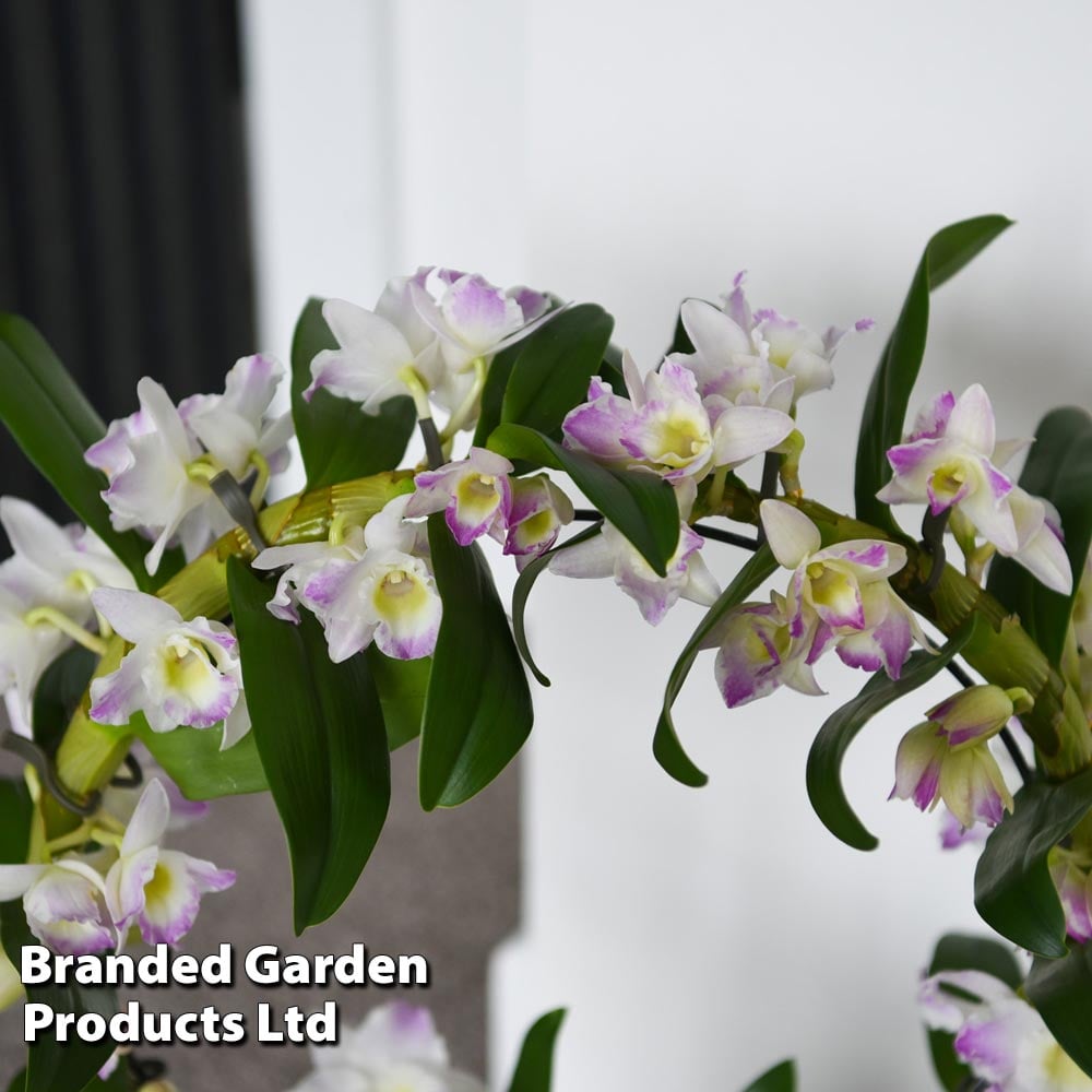 POWERS TO FLOWERS - ZYGOPETALUM VARIETA' IMPASTO BLUE, VASO 12CM Diametro Pianta Vera