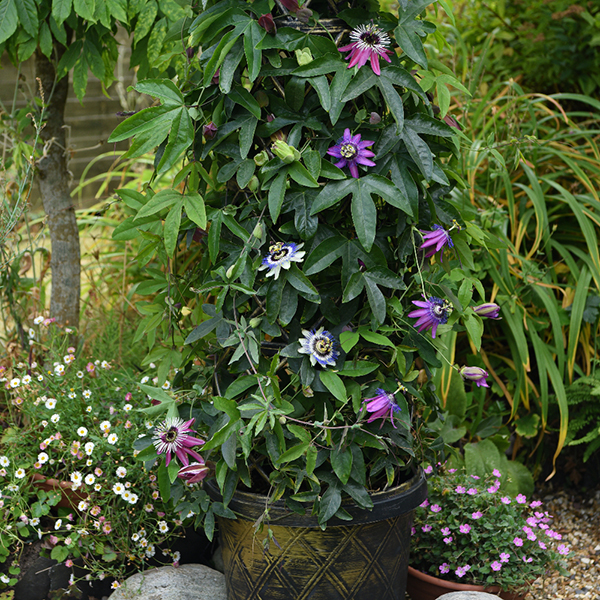 Passiflora...