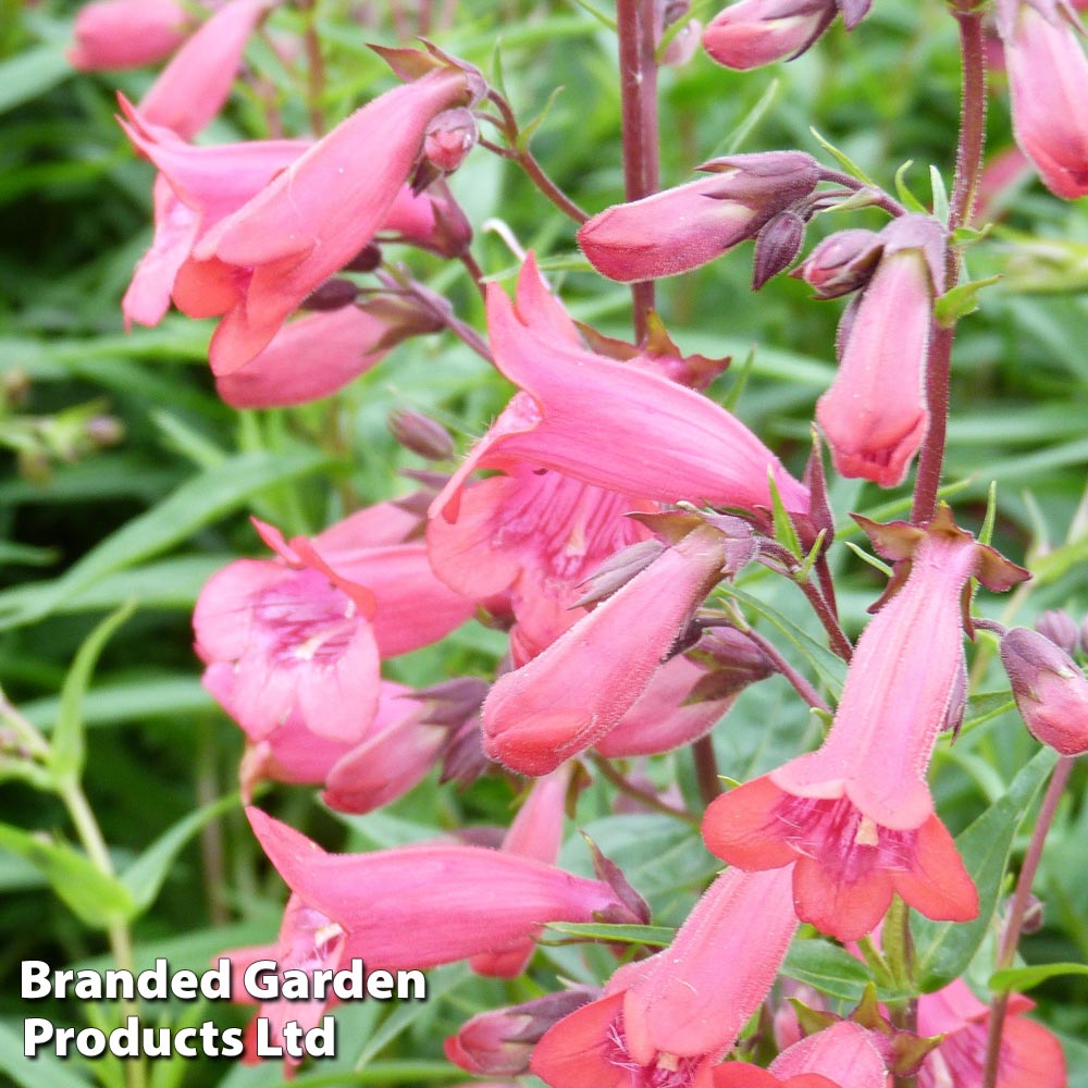 Penstemon 'Firebird' from Suttons