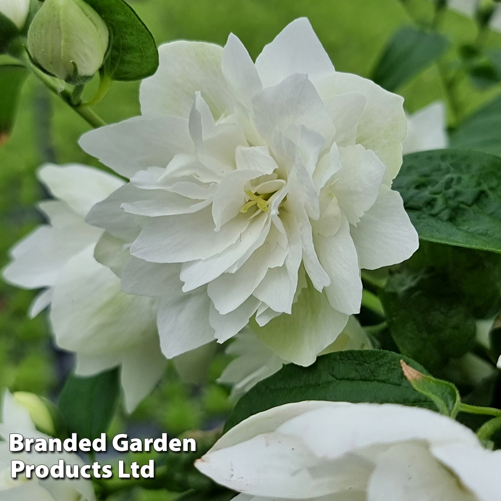Philadelphus 'Pearls of Perfume' from Suttons