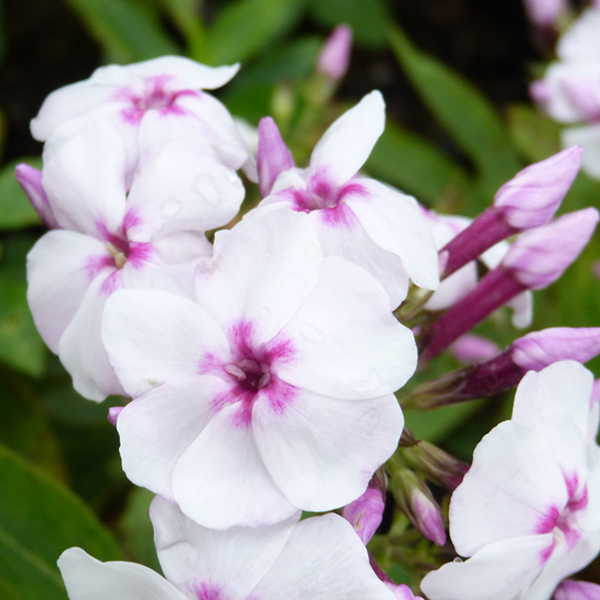 Phlox paniculata ...