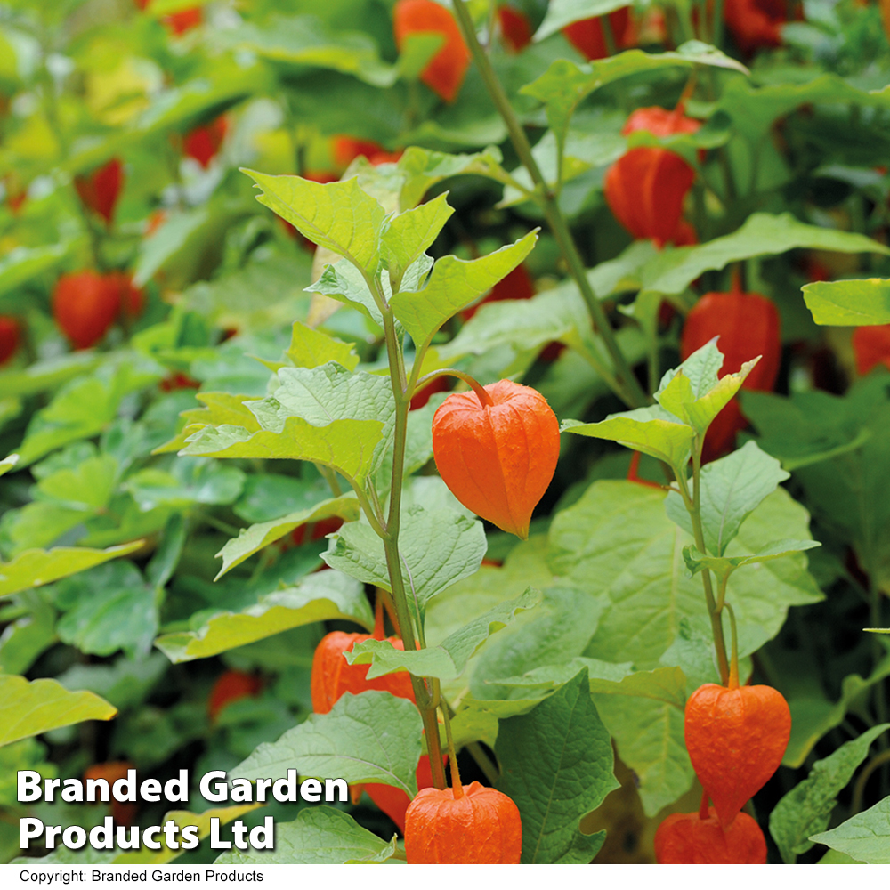 Semi Di Tomatillo (Physalis Alkekengi) – Varietà Gialla E Viola – Confezione Da 60 Semi - 3