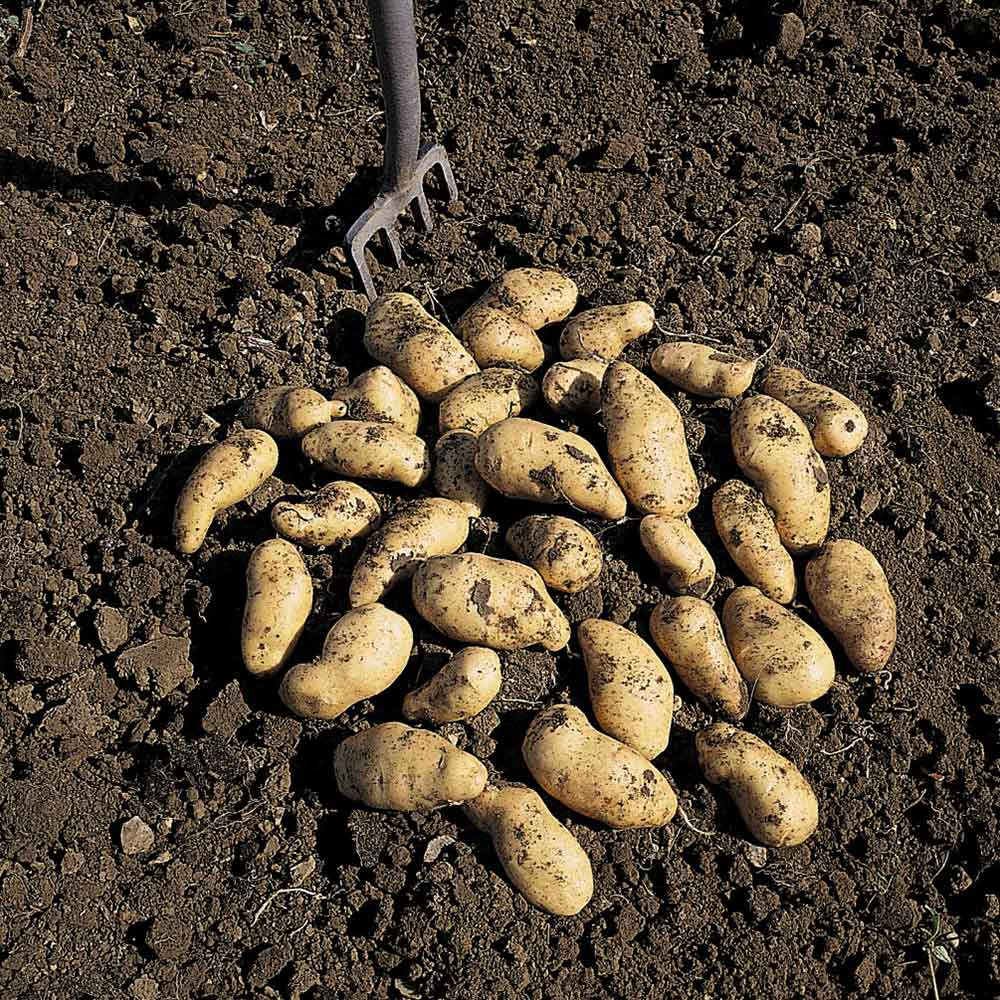 Potato 'Belle de Fontenay' from Suttons