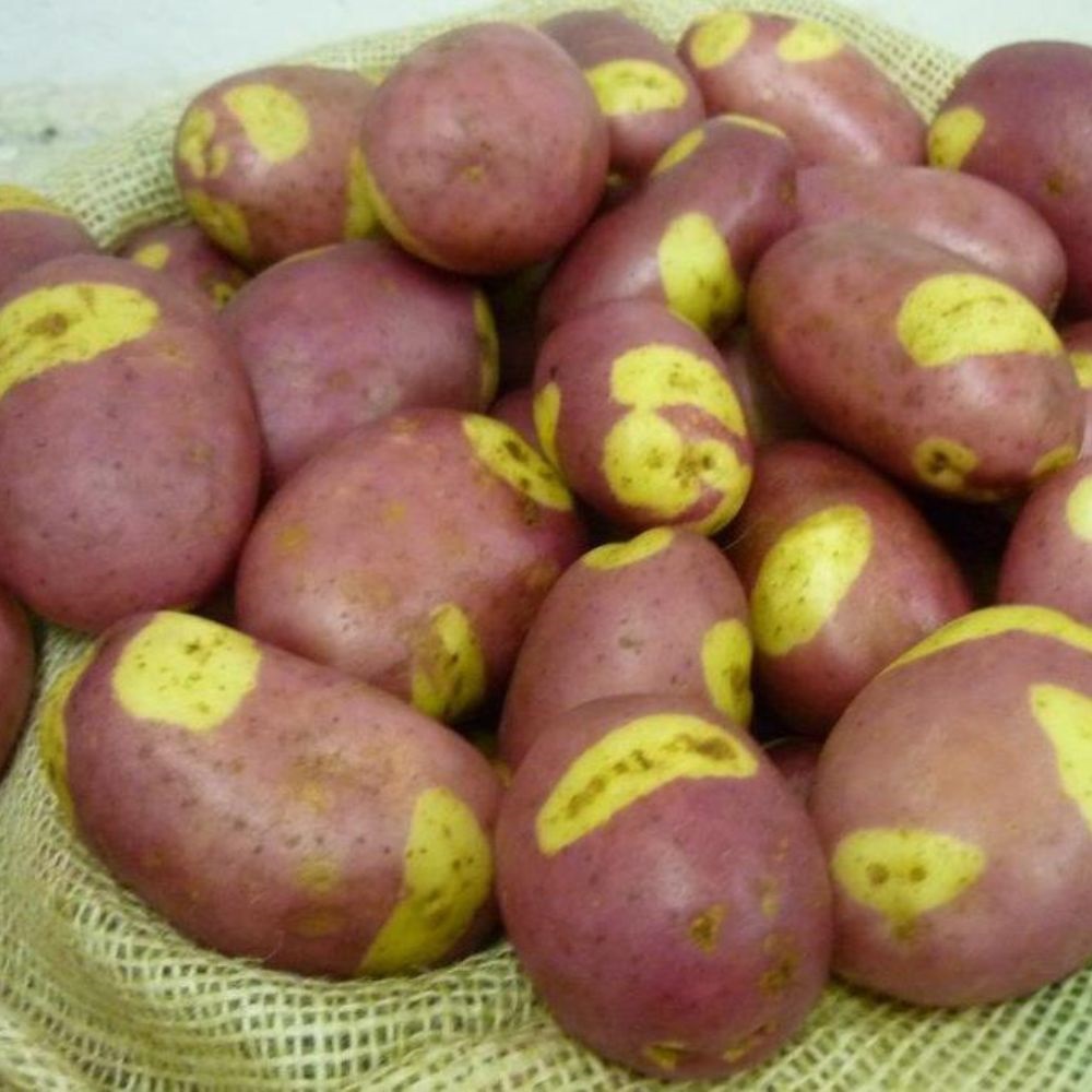 Уникум Где Купить Картофель