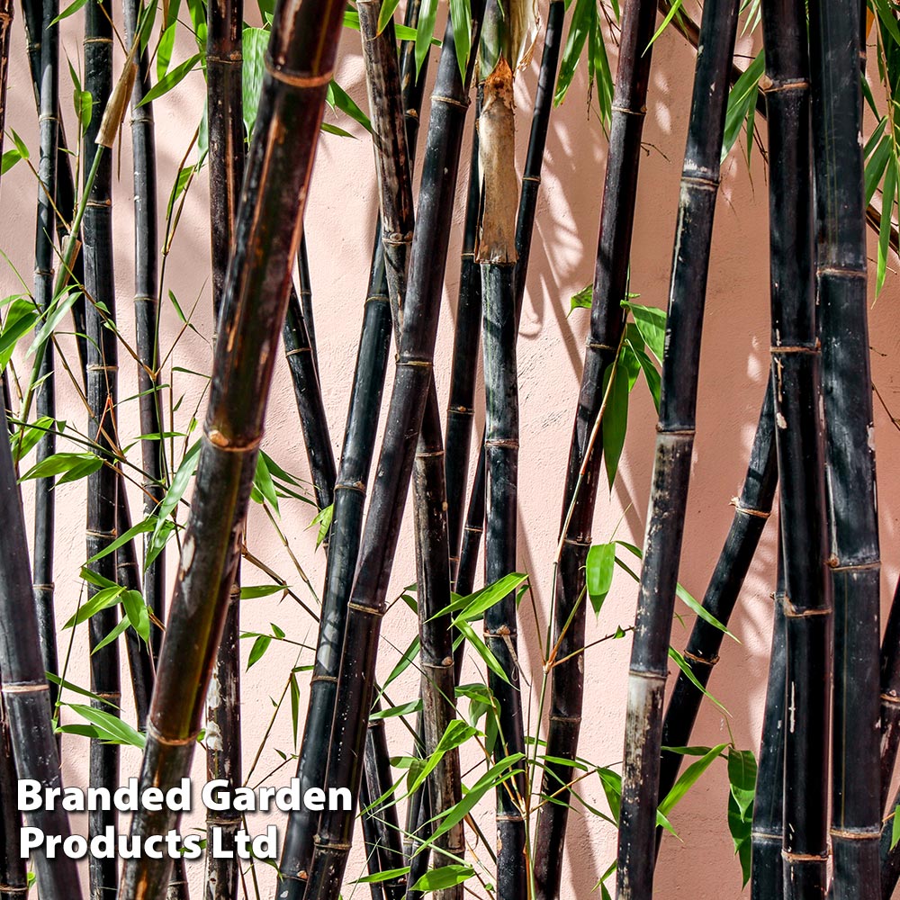 Black Bamboo