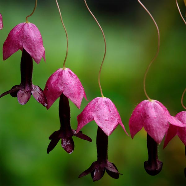Rhodochiton...