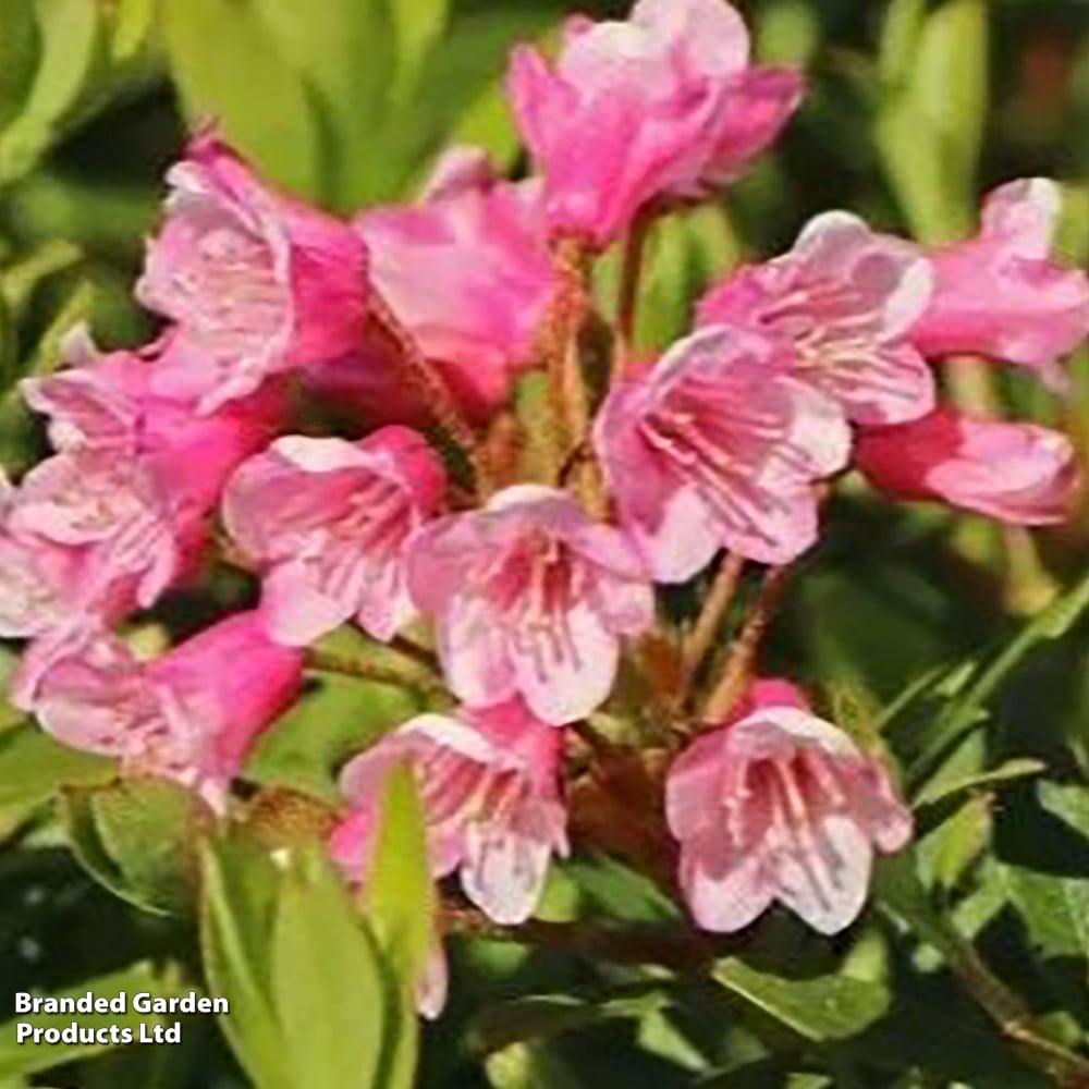 rhododendron zweifarbige blätter Plantenwelt main image 1