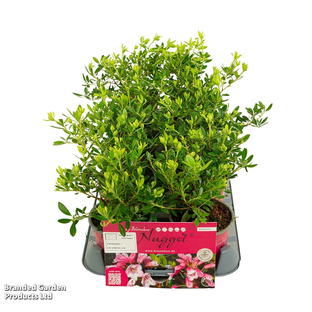 brabant thuja kaufen Thuja Brabant kaufen  schnellwachsende Hecke