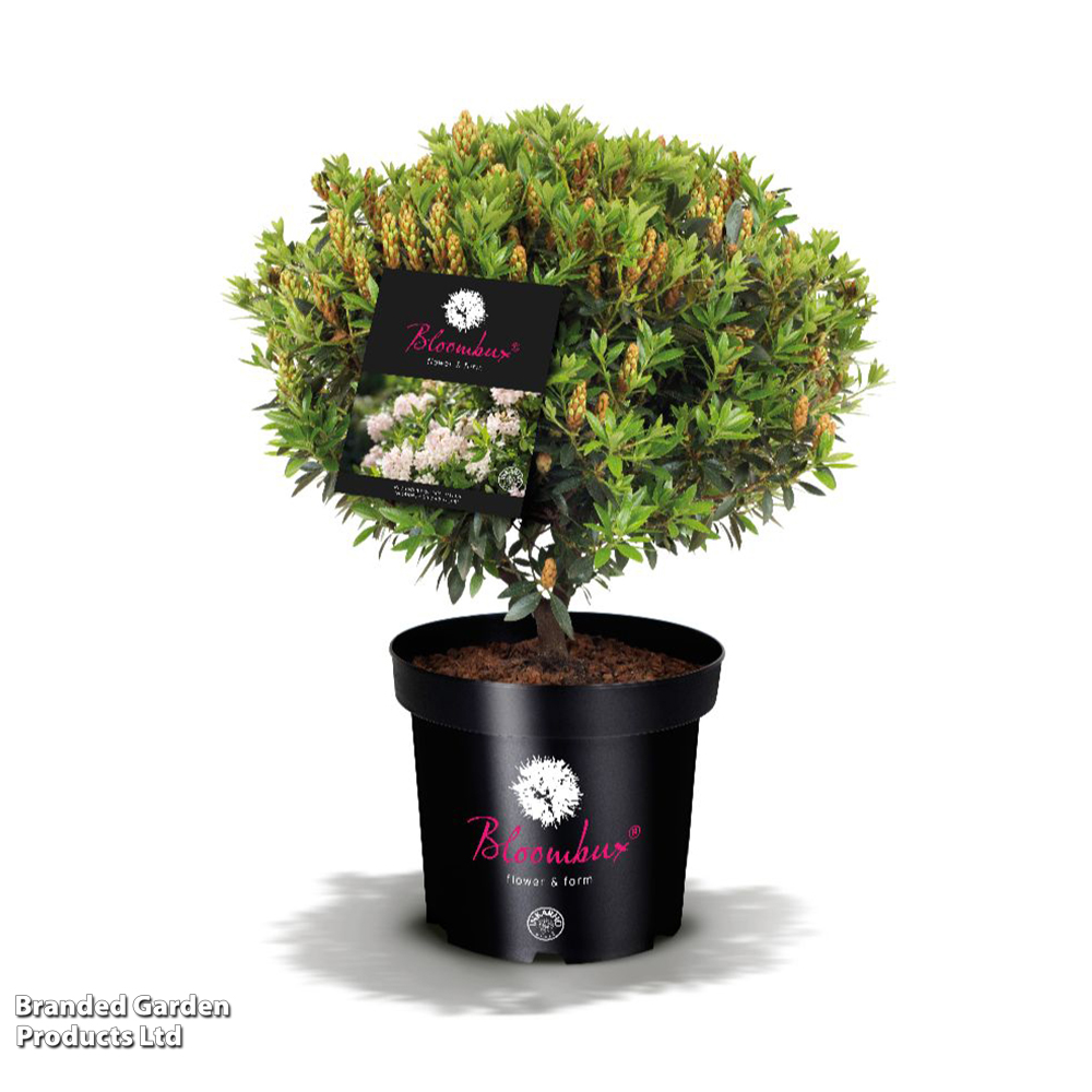 thuja dünger obi Thuja Dünger - Mineralischer NPK Flüssigdünger mit Stickstoff