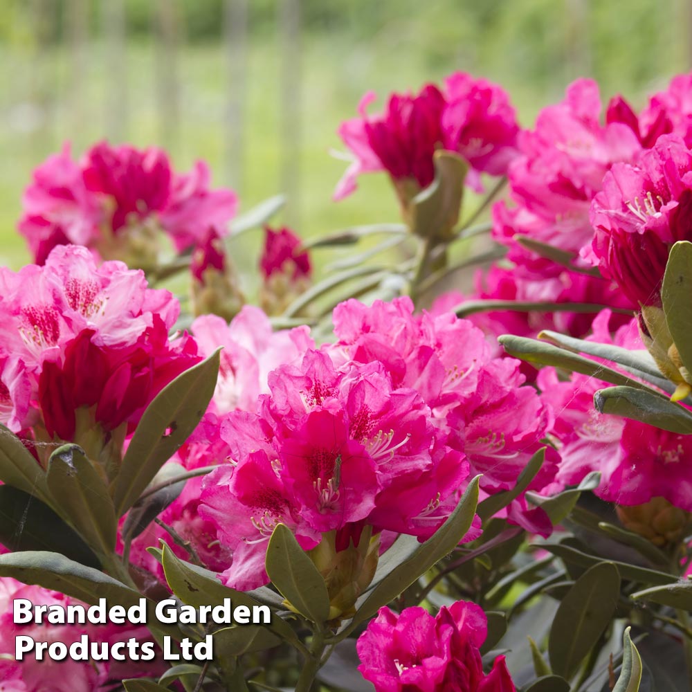 Rhododendron 'Connie' at Suttons