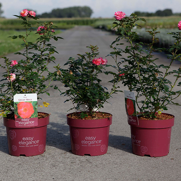 Rose 'Easy Elegance...