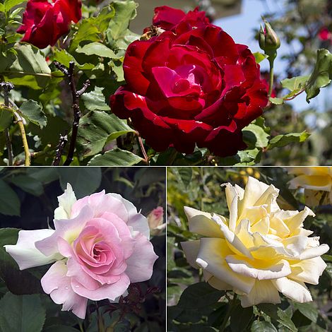 Rose 'Breeder's...