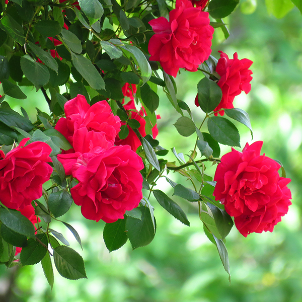 Rose 'Fairy Queen'