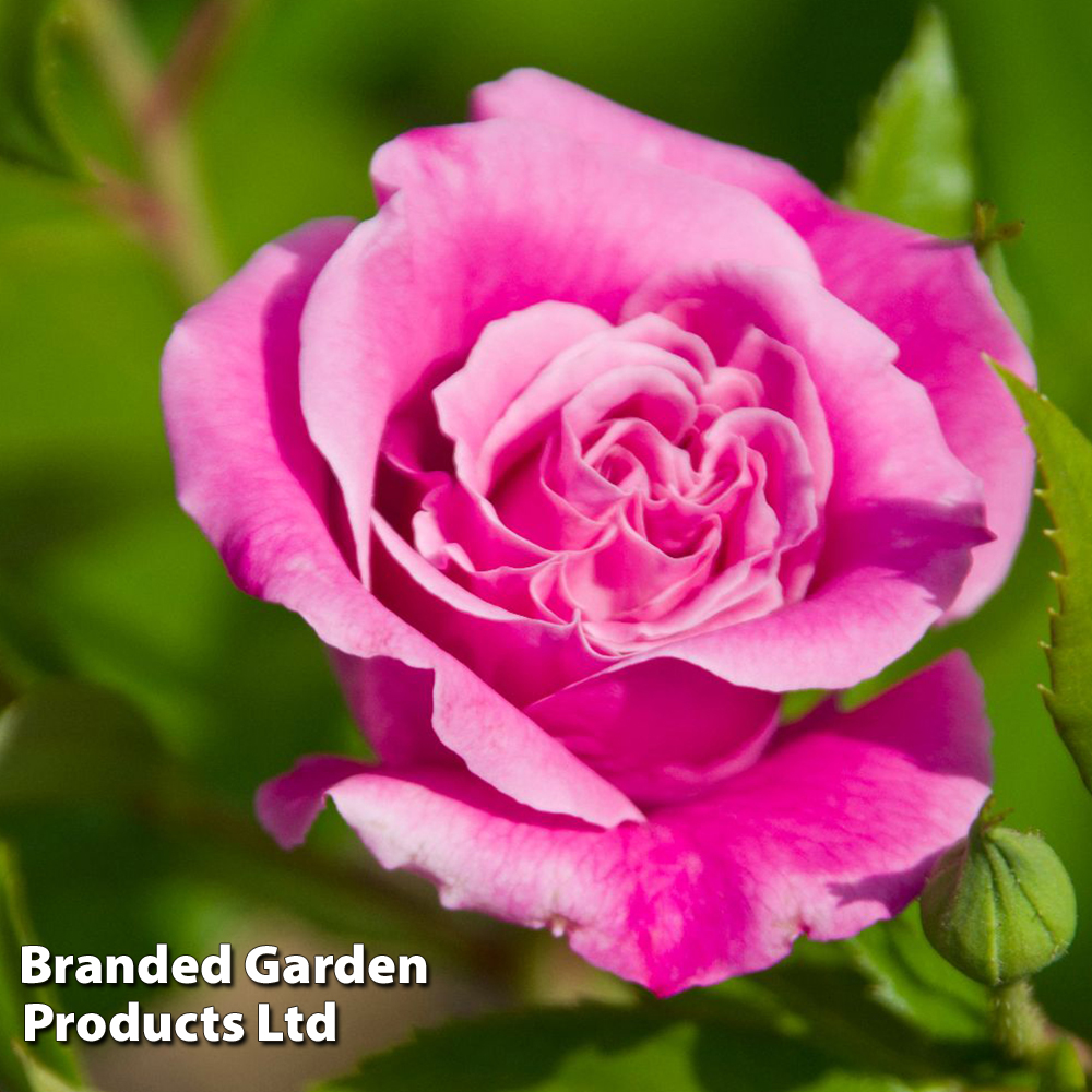 Rose 'Queen Elizabeth' (Floribunda Rose) | Suttons