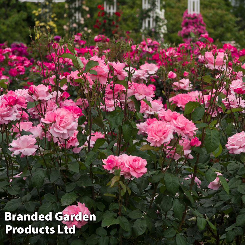 Rose 'Queen Elizabeth' (Floribunda Rose) | Suttons