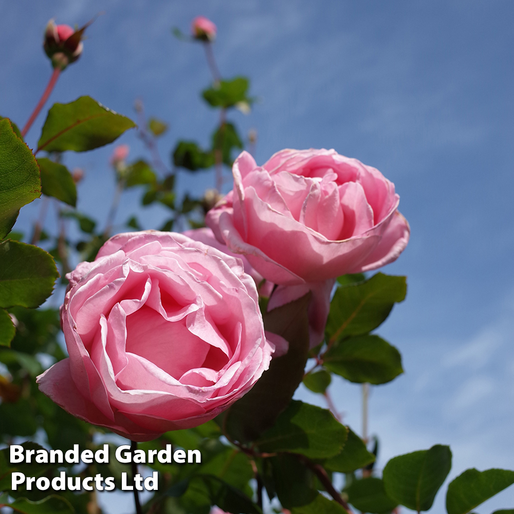 Rose 'Queen Elizabeth' (Floribunda Rose) | Suttons