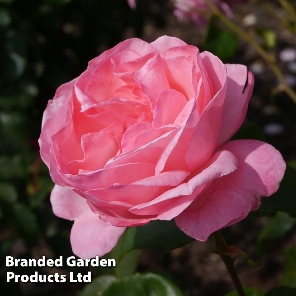 Rose 'Queen Elizabeth' (Floribunda Rose) | Suttons