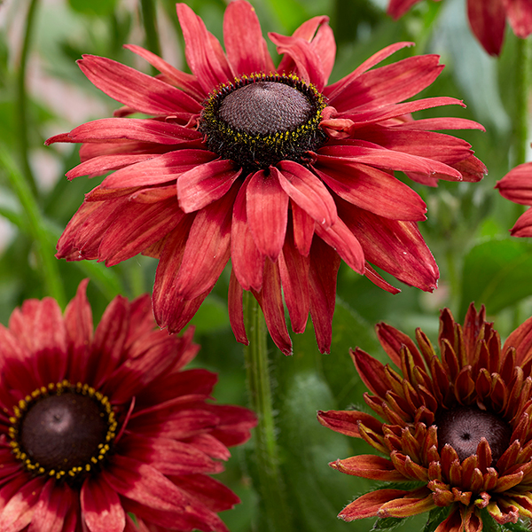 Rudbeckia 'Enchanted...