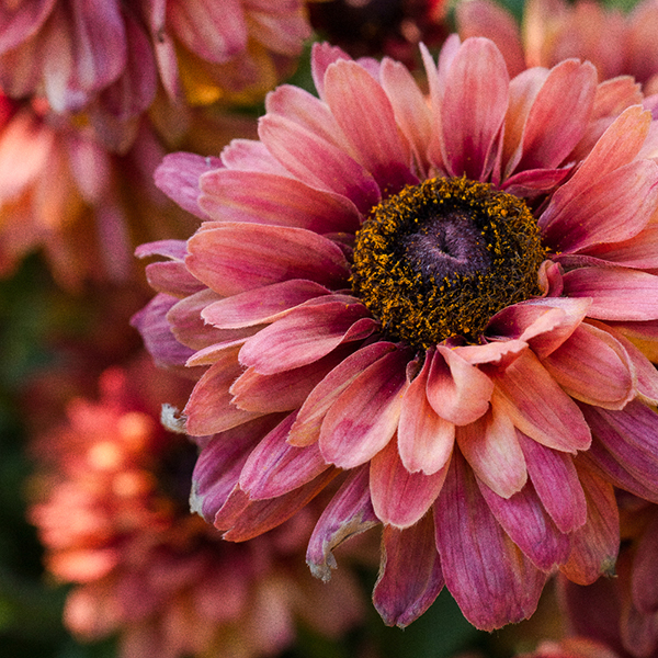 Rudbeckia...