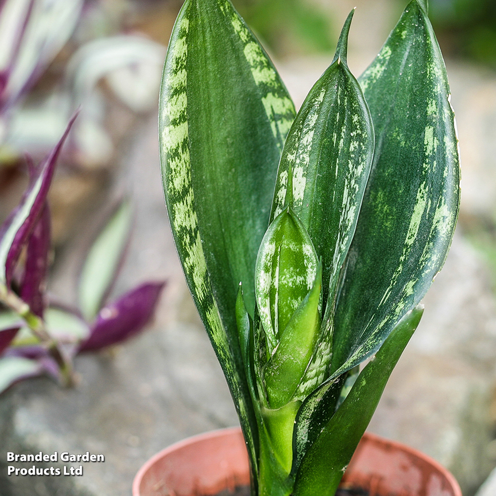 kalanchoe plant seeds Paddle Plant Seeds (Kalanchoe thyrsiflora) – Unique Succulent with Bold,  Rosette-Shaped Leaves main image 1