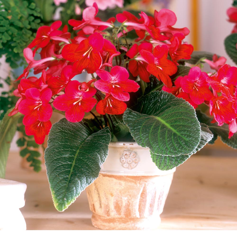 Streptocarpus 'Hope' at Suttons