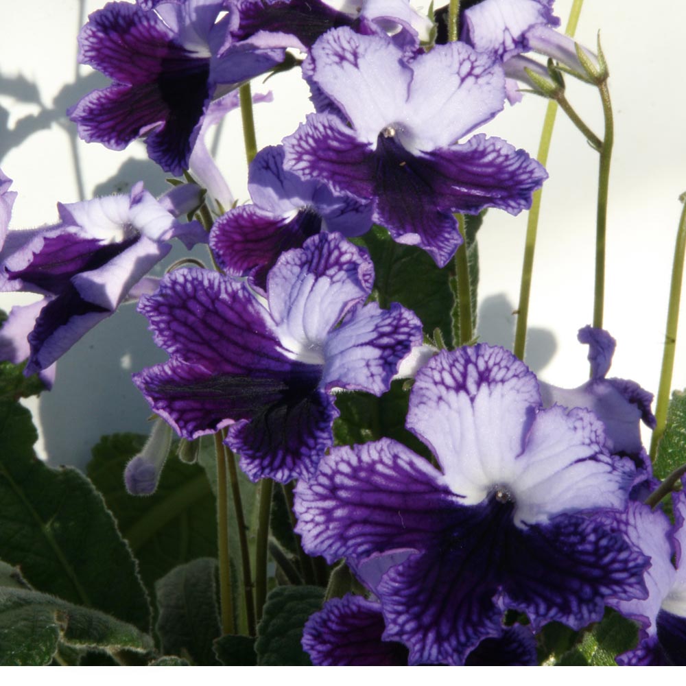 Streptocarpus 'Katie' at Suttons