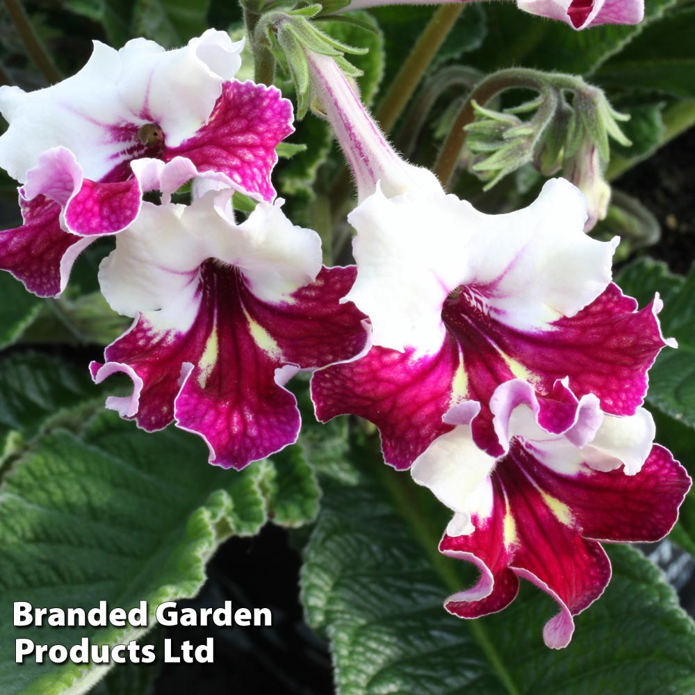 Streptocarpus 'Titania' at Suttons
