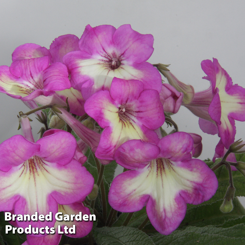 Streptocarpus 'Isla' at Suttons