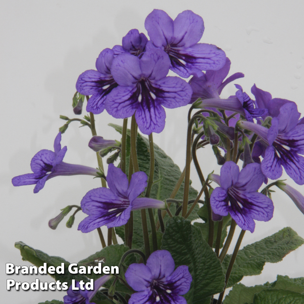 Streptocarpus 'Lucille' at Suttons